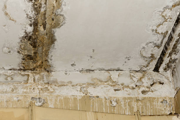 Best Residential Mold Inspection & Testing  in Winthrop, IA