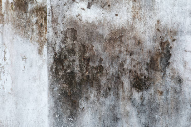 Best Commercial Mold Inspection  in Winthrop, IA