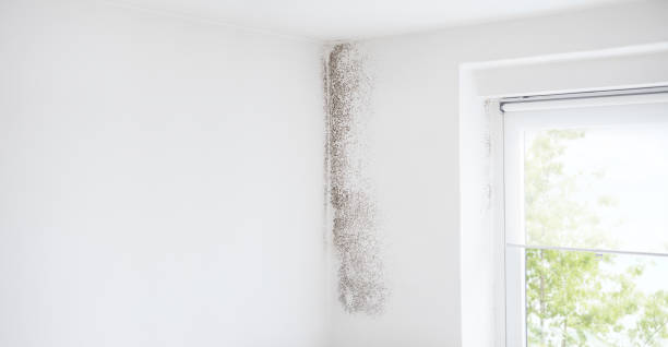 Best Mold Documentation for Insurance Claims  in Winthrop, IA