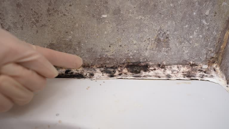 Best Mold Prevention Services  in Winthrop, IA