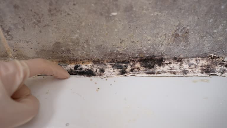 Mold Documentation for Insurance Claims in Winthrop, IA