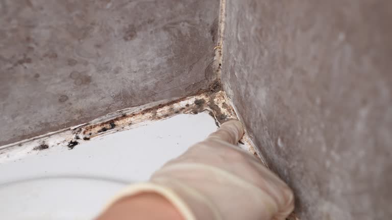 Professional Mold Removal in Winthrop, IA